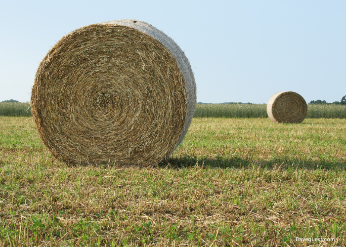 How Many Bales of Hay Per Acre?