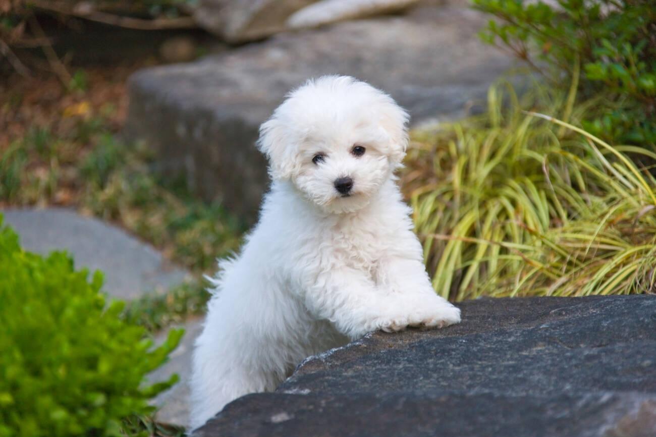 Bichon Frise