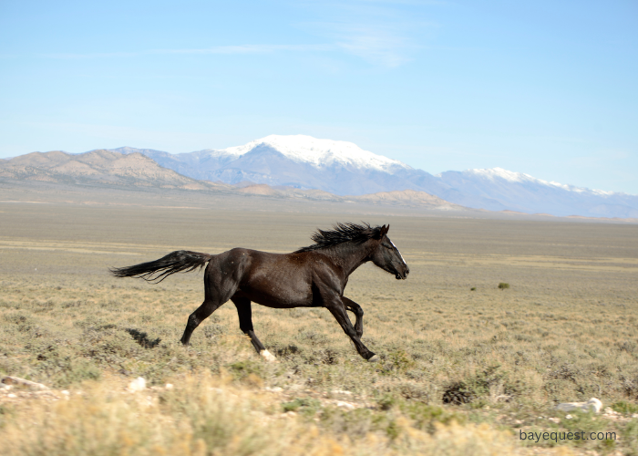 Mustang Horse Names