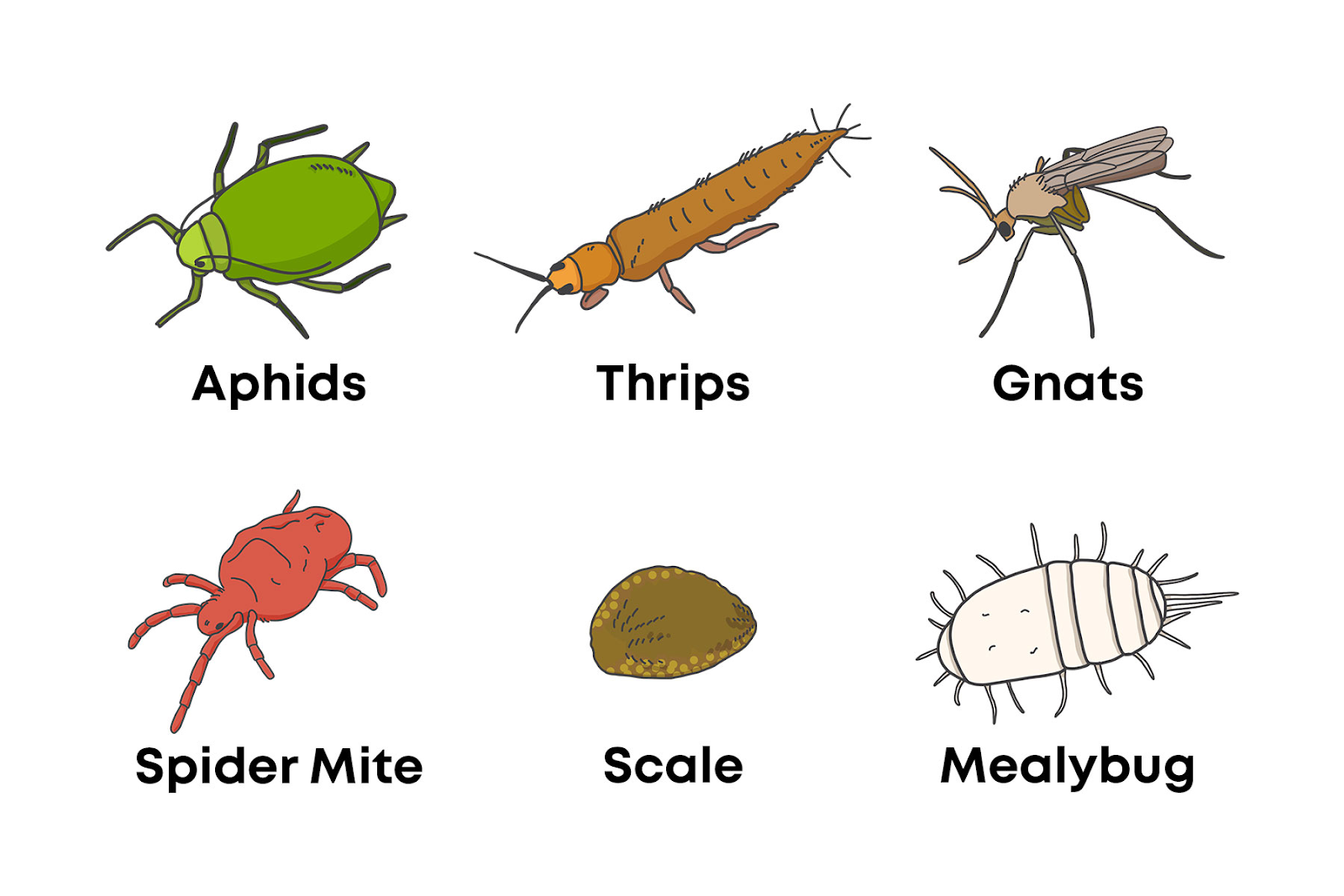 Common Pests in Indoor Growing Environments