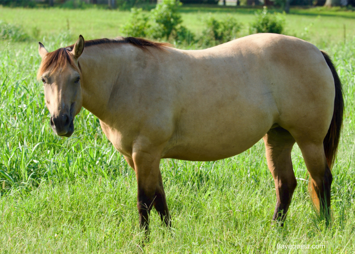 Strawberry Roan Horse