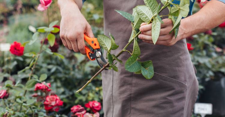 Partial view of gardener in apron cutting rose with pruning shears