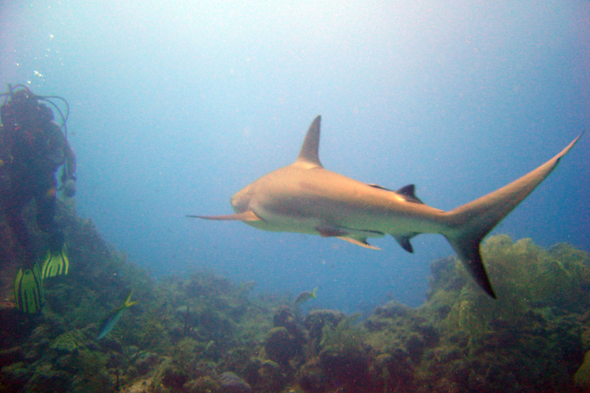 Shark is swimming under water and one person enjoying snorkeling there