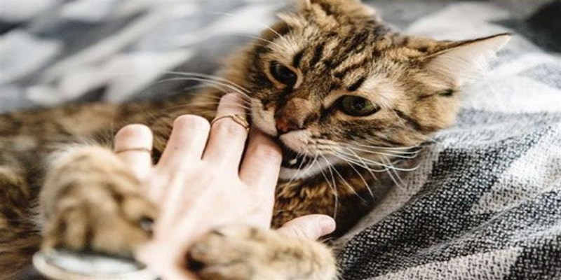 nằm mơ mèo tấn công