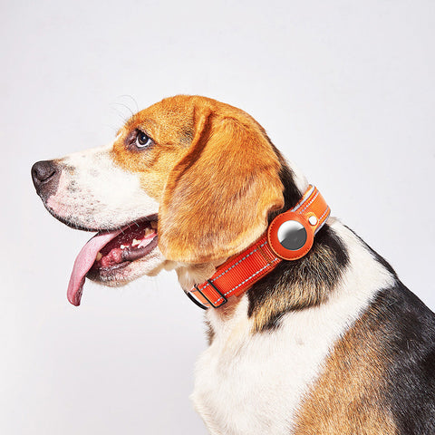 collier-pour-chien-innovant