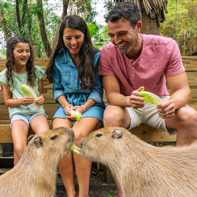 A family of four smiling and feeding leafy greens to capybaras at Wild Florida’s Gator Park.