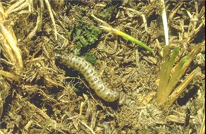 Sod Webworms