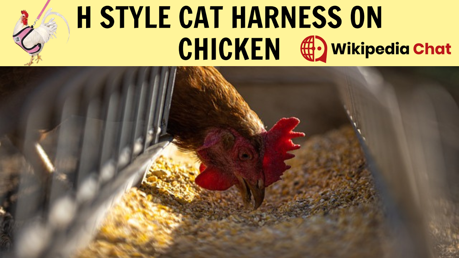 h style cat harness on chicken