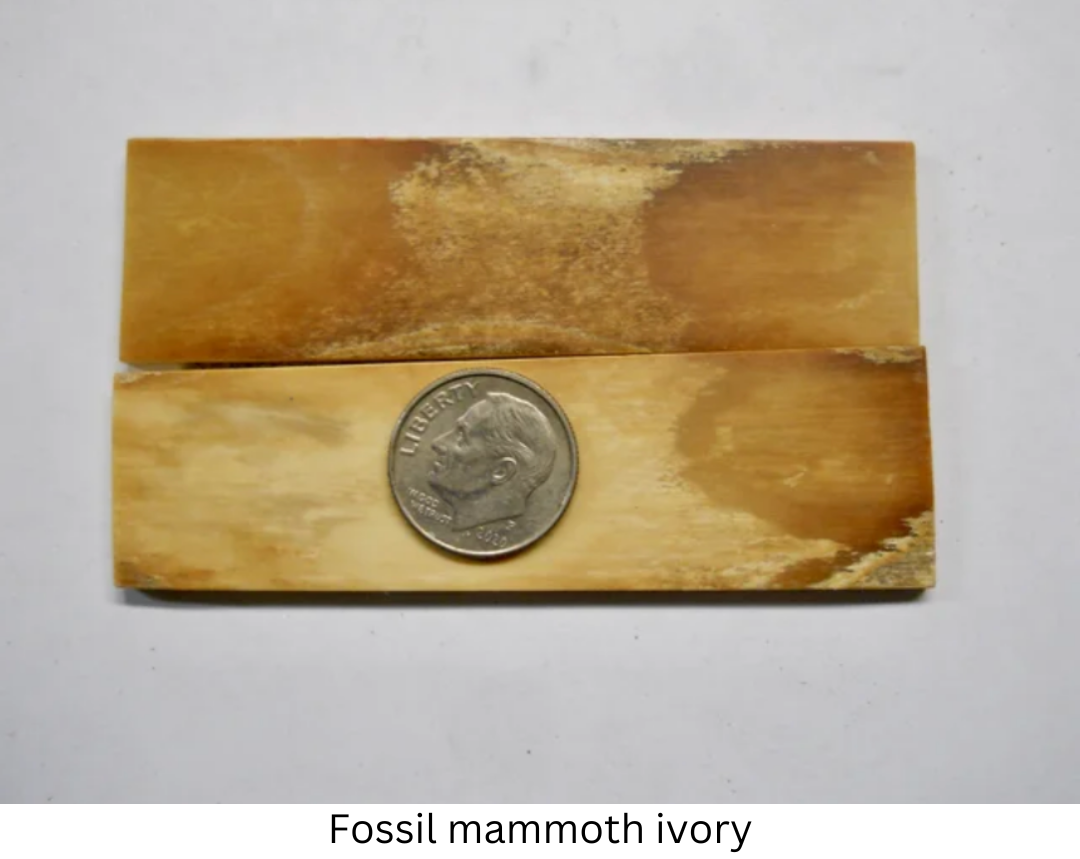 Fossil mammoth ivory