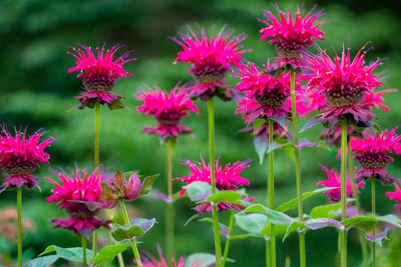 Bee balm (Moranda) Botanical Description