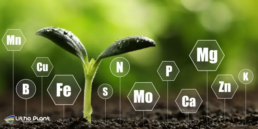 Litho Plant | Indústria de Biofertilizantes em Linhares - ES