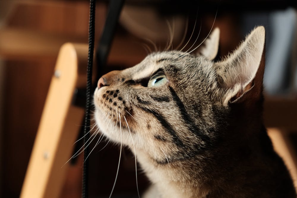 Close-Up Shot of a Cat