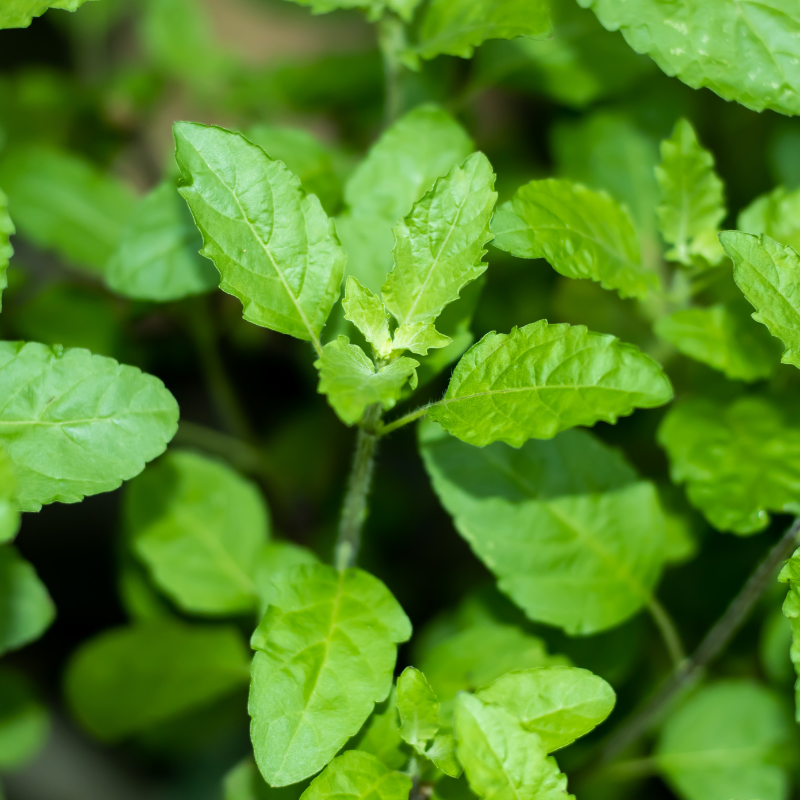 Close-up of green Holy Basil (Tulsi) leaves, showcasing their vibrant color and texture.