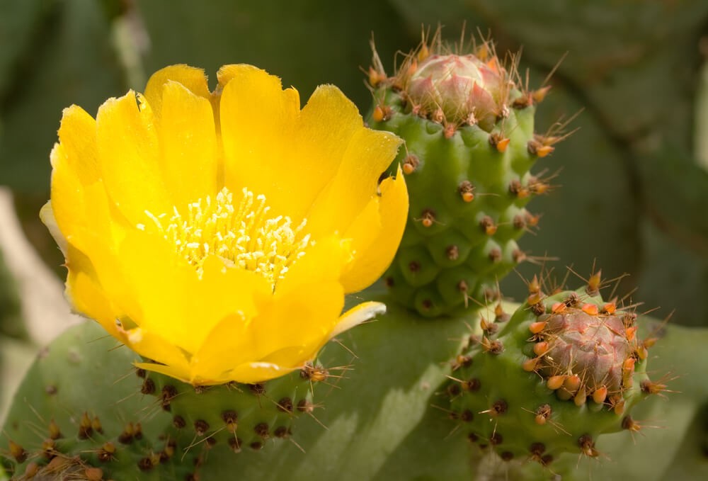 Prickly Pear