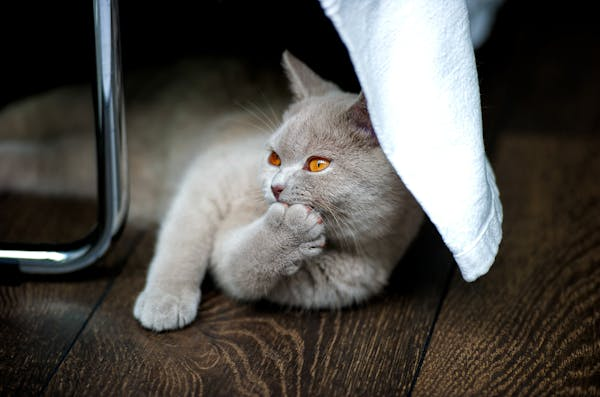 Gray cat lying on wood floor