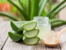 side effects of aloe vera: know is it safe to use aloe vera ...