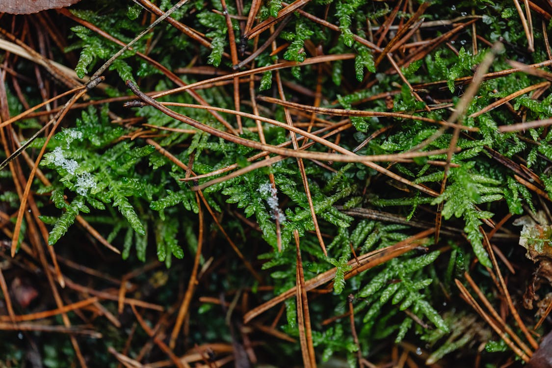 Close-up of ground plants with melting snowflakes and numerous dry sticks intertwined among the leaves.
