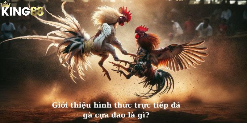 Đá gà cựa dao mới lạ, độc đáo cho người xem 