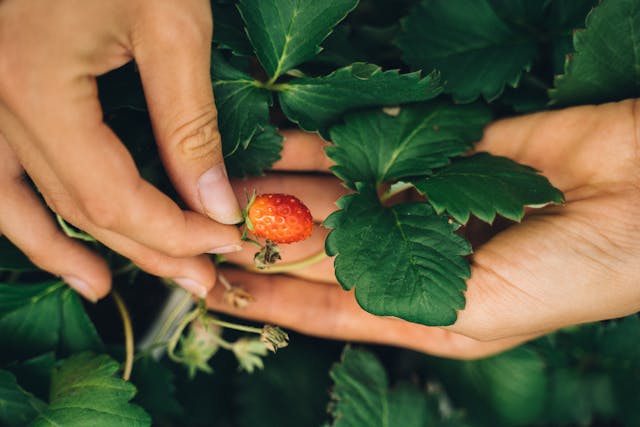 Hands of a Person Holding Strawberry Plant Bearing Fruit