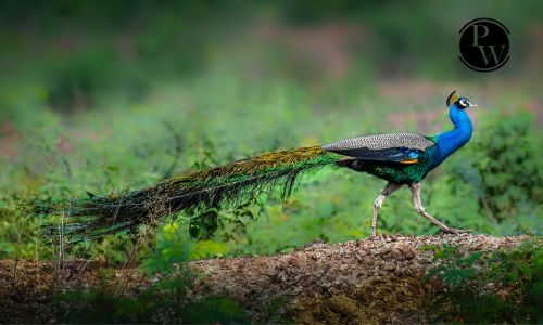 peacock