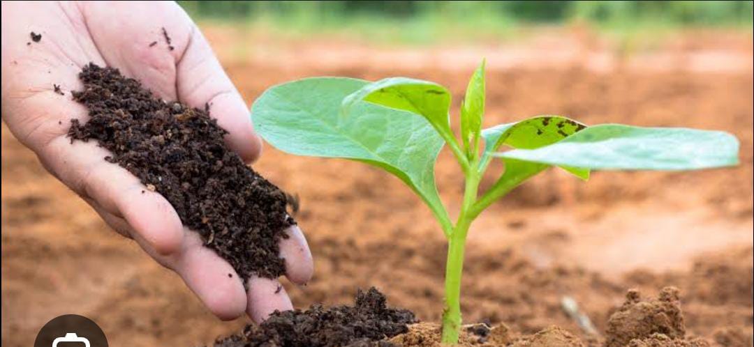 Boost Your Farming Game: How to Prepare Vermicompost Today