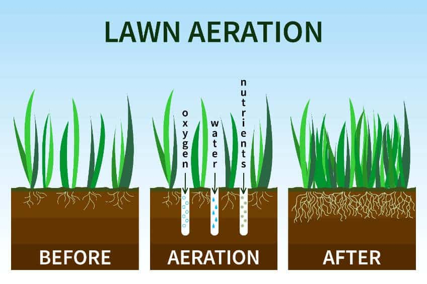 Why Aerate the Lawn