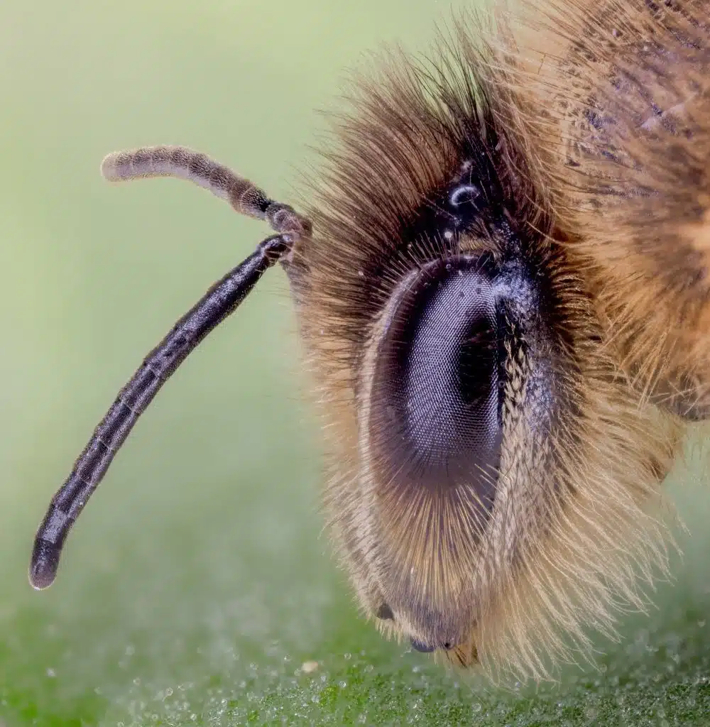 La vision des abeilles : comment voient-elles ? - APICULTEUR DÉBUTANT