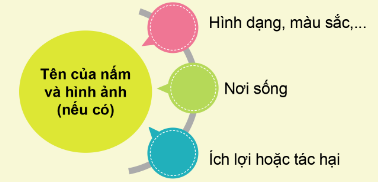 ÔN TẬP CHỦ ĐỀ NẤM