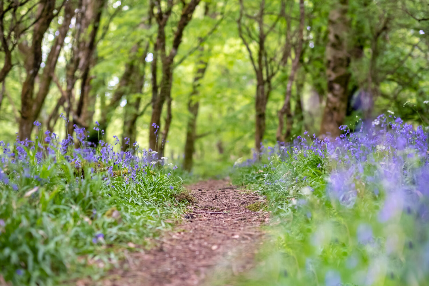 Portumna Forest Park