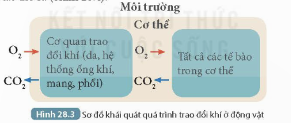 BÀI 28. TRAO ĐỔI KHÍ Ở SINH VẬT MỞ ĐẦUCâu hỏi: Hình bên thể hiện sự trao đổi khí ở người. Trao đổi khí là gì? Quá trình trao đổi khí diễn ra như thế nào ở cơ thể động vật và thực vật?Đáp án chuẩn:Trao đổi khí là quá trình trao đổi sinh vật lấy O2 hoặc CO2, đồng thời thải ra môi trường khí với môi trường O2 hoặc CO2 diễn ra theo cơ chế khuếch tán. Động vật trao đổi khí qua quá trình hô hấp. Thực vật trao đổi khí qua quang hợp và hô hấp.I. TRAO ĐỔI KHÍ Ở SINH VẬTCâu 1: Đọc thông tin trên rồi hoàn thành nội dung theo mẫu Bảng 28.1Đáp án chuẩn:Trao đổi khíKhí lấy vàoKhí thải raỞ thực vậtQuang hợpCO2O2Hô hấpO2CO2Ở động vậtHô hấpO2CO2Câu 2: Trao đổi khí có liên quan gì với hô hấp tế bào?Đáp án chuẩn:Trao đổi khí lấy khí oxygen để cung cấp nguyên liệu cho hô hấp tế bào. Khí carbon dioxide tạo ra từ hô hấp tế bào sẽ được thải ra ngoài qua trao đổi khí.II. TRAO ĐỔI KHÍ Ở THỰC VẬTCâu 1: Cấu tạo tế bào khí khổng phù hợp với chức năng trao đổi khí ở thực vật như thế nào?Đáp án chuẩn:- Khi tế bào hạt đậu trương nước, thành mỏng căng ra → thành dày cong theo → Khí khổng mở rộng giúp thực hiện trao đổi khí.- Khi tế bào hạt đậu mất nước, thành mỏng hết căng, thành dày duỗi thẳng → Khí khổng đóng lại nhưng không đóng hoàn toàn để đảm bảo trao đổi khí vẫn có thể diễn ra.Câu 2: Quan sát Hình 28.1, cho biết sự khác nhau giữa quá trình trao đổi khí qua khí khổng trong hô hấp và quang hợp.Đáp án chuẩn:Trong quang hợp, khí khổng mở cho CO2 từ môi trường khuếch tán vào lá và O2 từ lá khuếch tán vào môi trường qua khí khổng.Câu 3: Quá trình trao đổi khí chịu ảnh hưởng của những yếu tố nào? Cây bị thiếu nước ảnh hưởng như thế nào đến quá trình trao đổi khí?Đáp án chuẩn:- Yếu tố: ánh sáng, nước.- Khi cây bị thiếu nước, thành mỏng hết căng và thành dày duỗi thẳng, khí khổng đóng lại → quá trình trao đổi khí bị ảnh hưởng.III. TRAO ĐỔI KHÍ Ở ĐỘNG VẬT