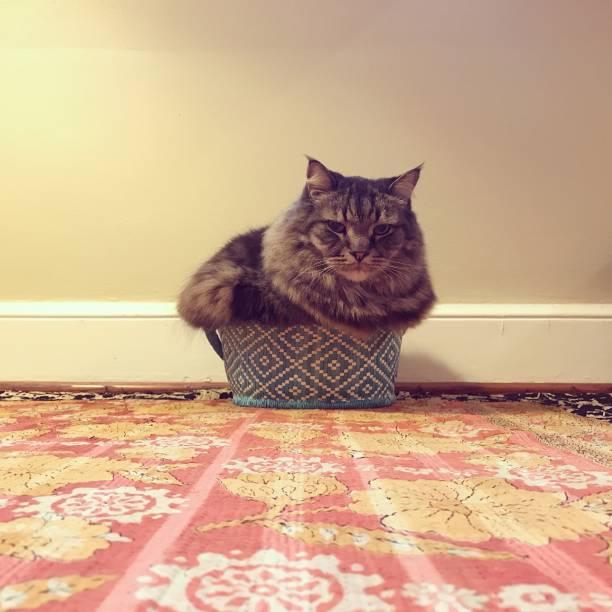 A cat sitting in a basket

Description automatically generated