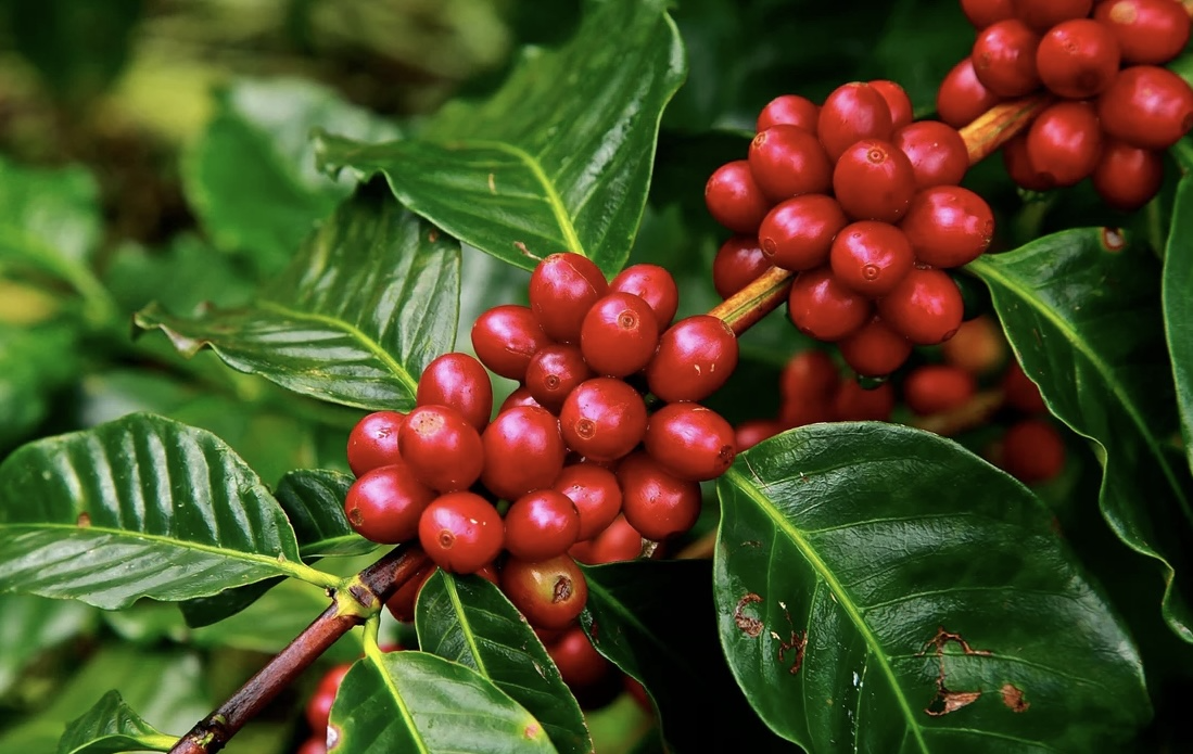 What is Arabica Coffee?