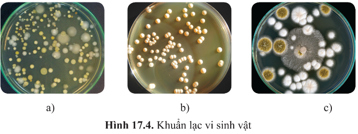 BÀI 17 - VI SINH VẬT VÀ CÁC PHƯƠNG PHÁP NGHIÊN CỨU VI SINH VẬT