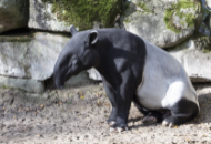 Tapir