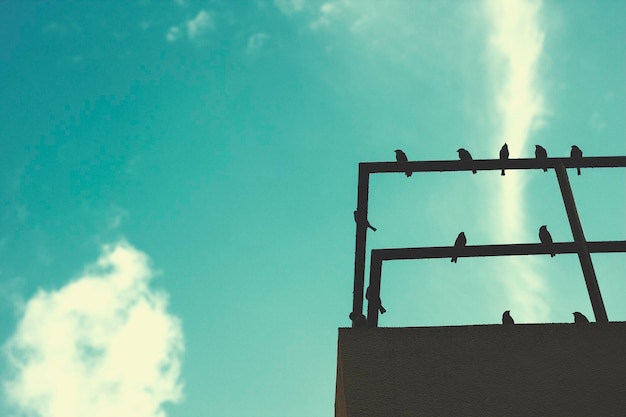 Bird Law and the Unexpected Courtroom Drama