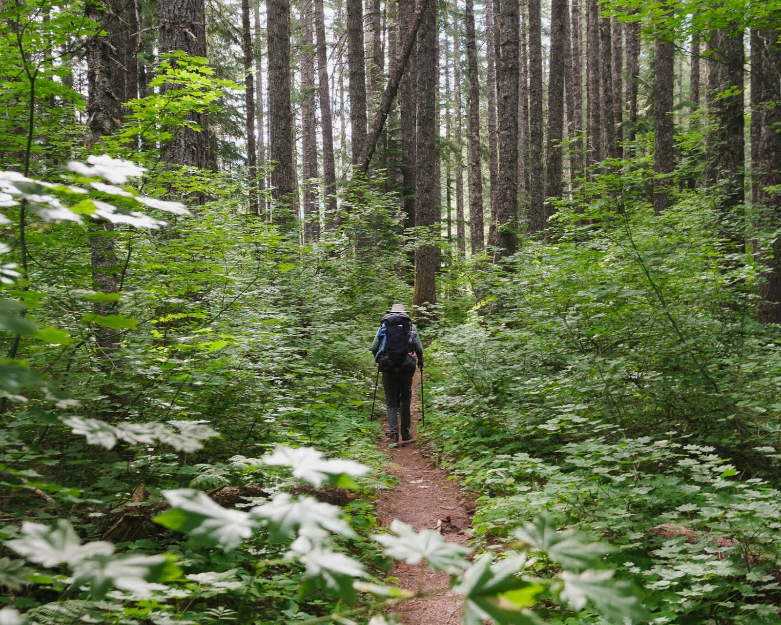 A man hiking along scenic trails surrounded by nature.