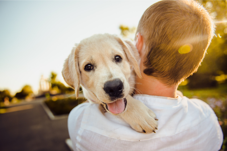 Happy dog in the sunlight.