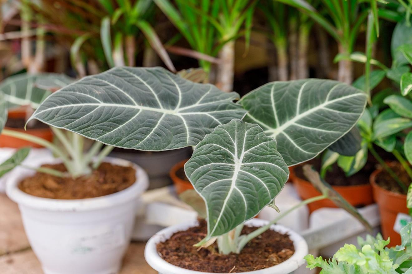 Black Velvet Plant in the Potting Soil
