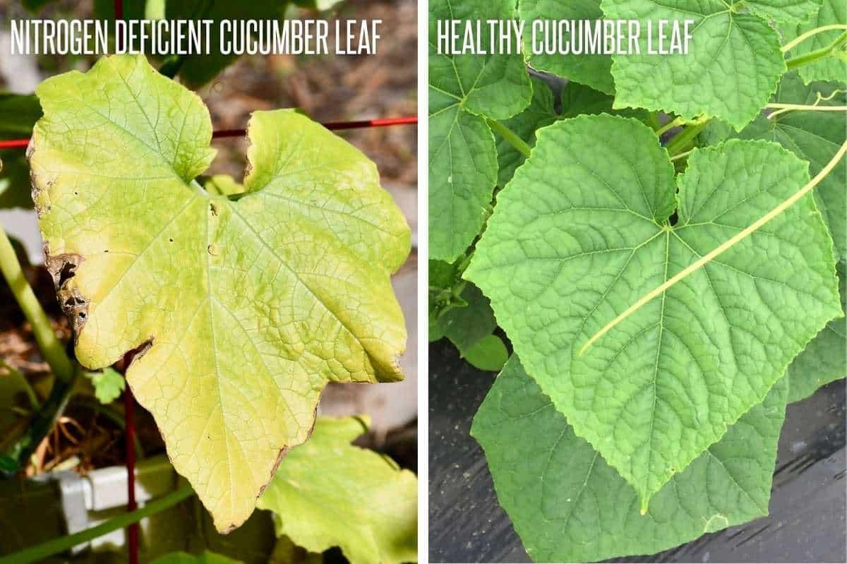 Nitrogen Deficient Leaf Vs. Healthy Leaf