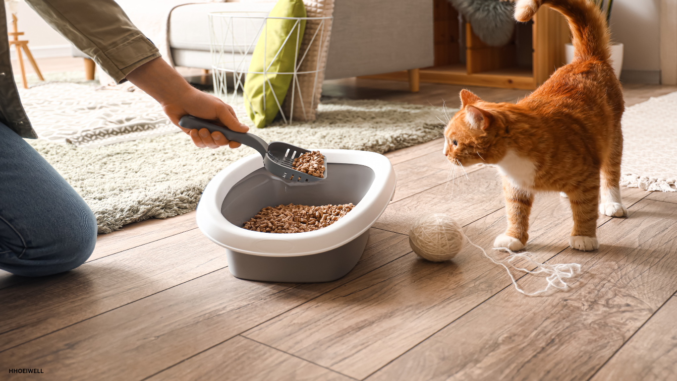 Orange tabby watching its owner while changing cat litter in open cat litter box, emphasizing the importance of regular maintenance.