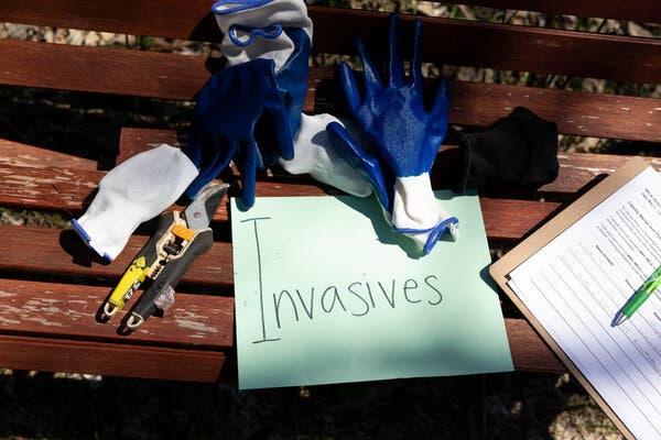 A scattering of work gloves and a clipper lay on a bench next to a clipboard and pen and a sign that says “Invasives.”