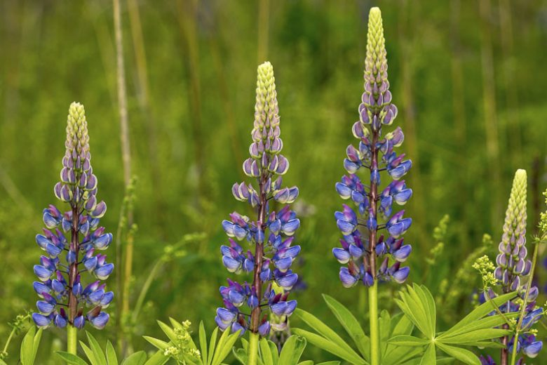 Lupines Botanical Description