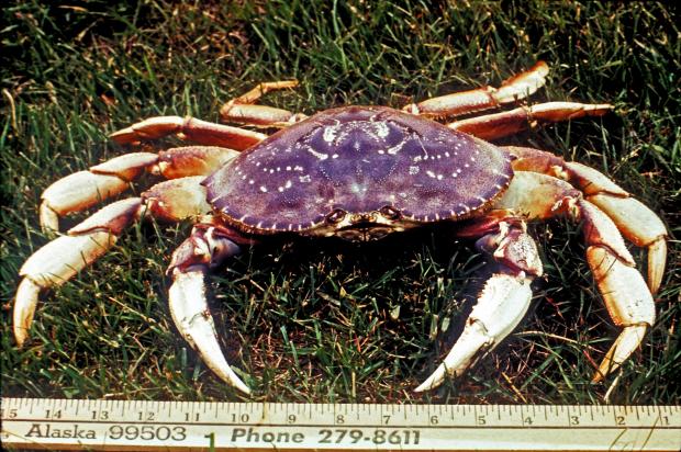 Dungeness Crab Pet