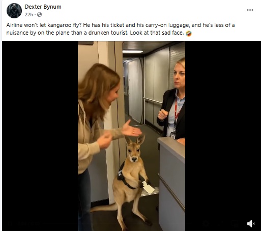 Kangaroo Waiting To Board Plane