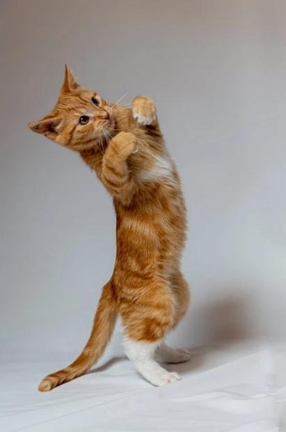 A cat standing on its hind legs

Description automatically generated