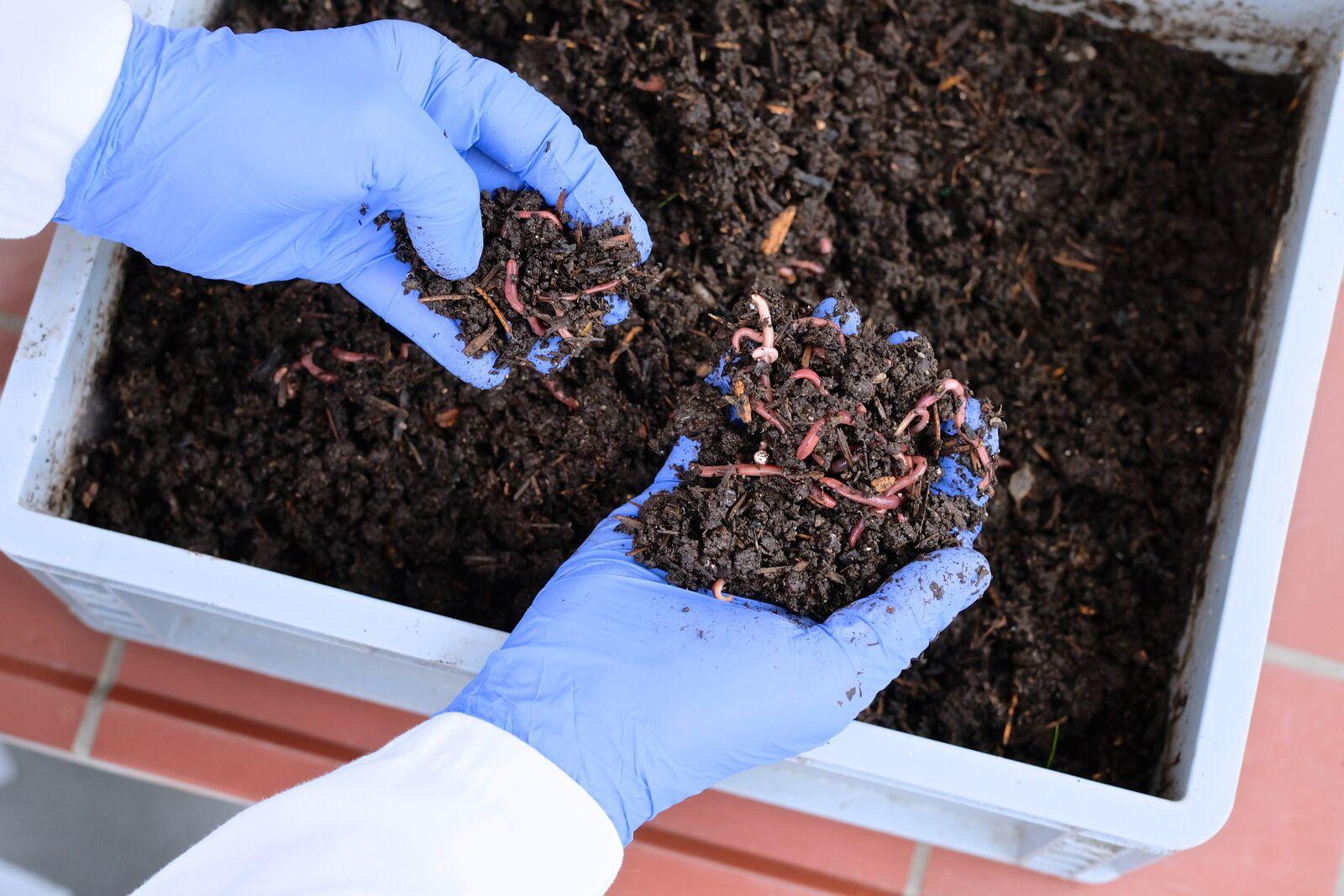 Preparing Soil for Planting Seed