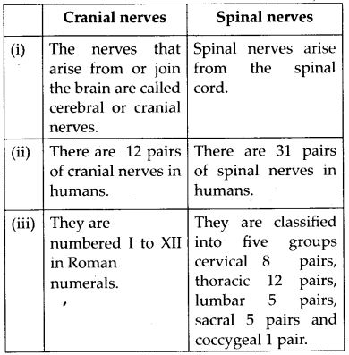 NCERT Solutions For Class 11 Biology Neural Control and Coordination Q12.4