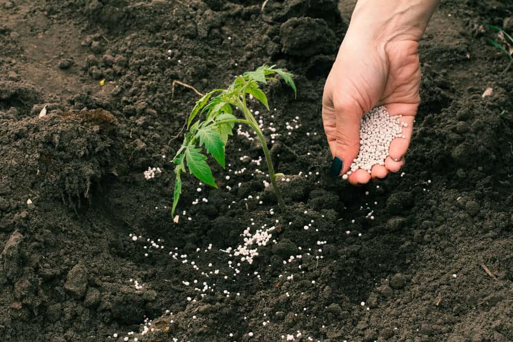 Fertilizing Tomato Plant