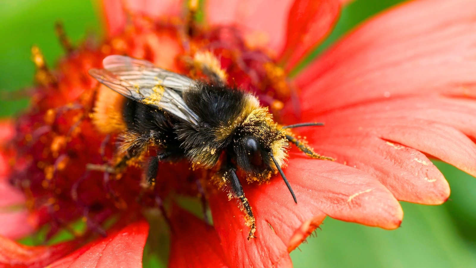 A bumblebee with fuzzy black and yellow fur dusted in golden pollen clings to the velvety petals of a vivid red flower in bright sunlight.
