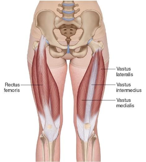 Muscle of the day: Quadriceps  Experience Physical Therapy - Buffalo  Grove, IL